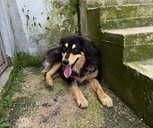 LISA, Hund, Mischlingshund in Griechenland - Bild 2