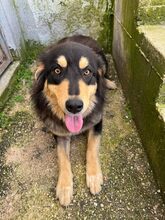 LISA, Hund, Mischlingshund in Griechenland - Bild 3