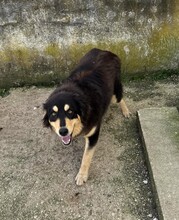 LISA, Hund, Mischlingshund in Griechenland - Bild 4