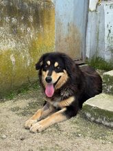 LISA, Hund, Mischlingshund in Griechenland - Bild 5