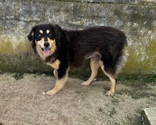 LISA, Hund, Mischlingshund in Griechenland - Bild 6