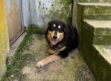 LISA, Hund, Mischlingshund in Griechenland - Bild 7