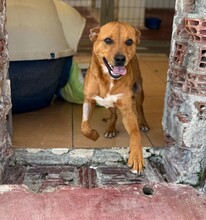 NICO, Hund, Mischlingshund in Griechenland - Bild 2