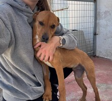 NICO, Hund, Mischlingshund in Griechenland - Bild 3