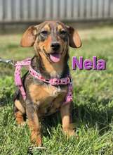 NELA, Hund, Dackel-Mix in Kroatien