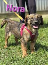 NORA, Hund, Dackel-Mix in Kroatien