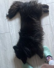 JACKY, Hund, Mischlingshund in Rumänien - Bild 2