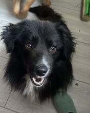 JACKY, Hund, Mischlingshund in Rumänien - Bild 3