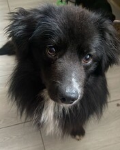 JACKY, Hund, Mischlingshund in Rumänien - Bild 4