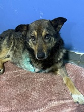 SNOOP, Hund, Deutscher Schäferhund-Mix in Rumänien - Bild 1