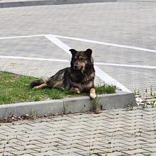 SNOOP, Hund, Deutscher Schäferhund-Mix in Rumänien - Bild 2