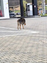 SNOOP, Hund, Deutscher Schäferhund-Mix in Rumänien - Bild 3