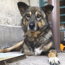 SNOOP, Hund, Mischlingshund in Rumänien