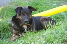 WOODY, Hund, Deutscher Schäferhund-Mix in Gerolstein - Bild 1