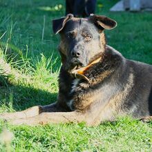 WOODY, Hund, Deutscher Schäferhund-Mix in Gerolstein - Bild 10