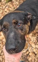 WOODY, Hund, Deutscher Schäferhund-Mix in Gerolstein - Bild 2