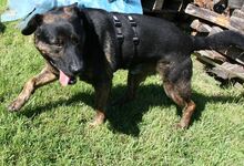 WOODY, Hund, Deutscher Schäferhund-Mix in Gerolstein - Bild 3