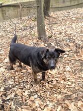 WOODY, Hund, Deutscher Schäferhund-Mix in Gerolstein - Bild 4