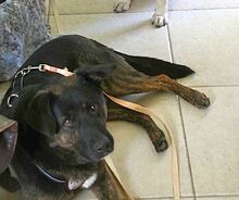 WOODY, Hund, Deutscher Schäferhund-Mix in Gerolstein - Bild 5