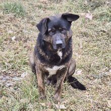 WOODY, Hund, Deutscher Schäferhund-Mix in Gerolstein - Bild 6
