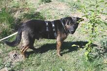 WOODY, Hund, Deutscher Schäferhund-Mix in Gerolstein - Bild 7