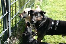 WOODY, Hund, Deutscher Schäferhund-Mix in Gerolstein - Bild 8