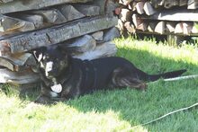 WOODY, Hund, Deutscher Schäferhund-Mix in Gerolstein - Bild 9