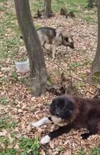 ROMEO, Hund, Mischlingshund in Rumänien - Bild 10