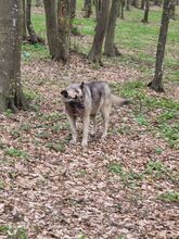 ROMEO, Hund, Mischlingshund in Rumänien - Bild 4