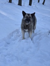 ROMEO, Hund, Mischlingshund in Rumänien - Bild 5