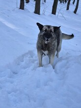 ROMEO, Hund, Mischlingshund in Rumänien - Bild 6