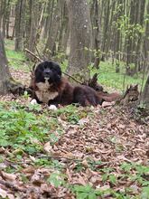 ROMEO, Hund, Mischlingshund in Rumänien - Bild 7