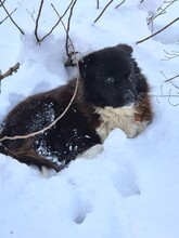 ROMEO, Hund, Mischlingshund in Rumänien - Bild 8