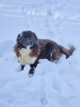 ROMEO, Hund, Mischlingshund in Rumänien - Bild 9