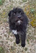 BUENO, Hund, Mischlingshund in Rumänien - Bild 1