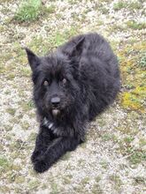 BUENO, Hund, Mischlingshund in Rumänien - Bild 2