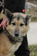 REXI2, Hund, Deutscher Schäferhund-Mix in Ungarn - Bild 1