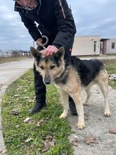 REXI2, Hund, Deutscher Schäferhund-Mix in Ungarn - Bild 10