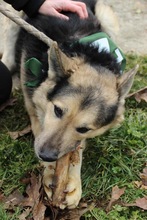 REXI2, Hund, Deutscher Schäferhund-Mix in Ungarn - Bild 11