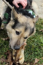REXI2, Hund, Deutscher Schäferhund-Mix in Ungarn - Bild 2
