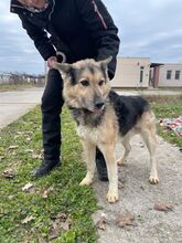 REXI2, Hund, Deutscher Schäferhund-Mix in Ungarn - Bild 3