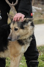 REXI2, Hund, Deutscher Schäferhund-Mix in Ungarn - Bild 4
