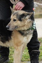 REXI2, Hund, Deutscher Schäferhund-Mix in Ungarn - Bild 5