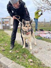 REXI2, Hund, Deutscher Schäferhund-Mix in Ungarn - Bild 6