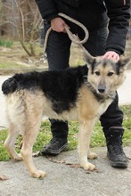 REXI2, Hund, Deutscher Schäferhund-Mix in Ungarn - Bild 7