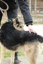 REXI2, Hund, Deutscher Schäferhund-Mix in Ungarn - Bild 8
