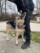 REXI2, Hund, Deutscher Schäferhund-Mix in Ungarn - Bild 9