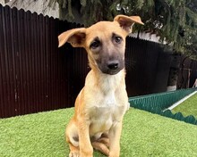 IVI, Hund, Mischlingshund in Rumänien - Bild 1
