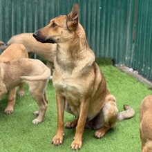 IVI, Hund, Mischlingshund in Rumänien - Bild 2