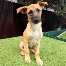 IVI, Hund, Mischlingshund in Rumänien - Bild 3